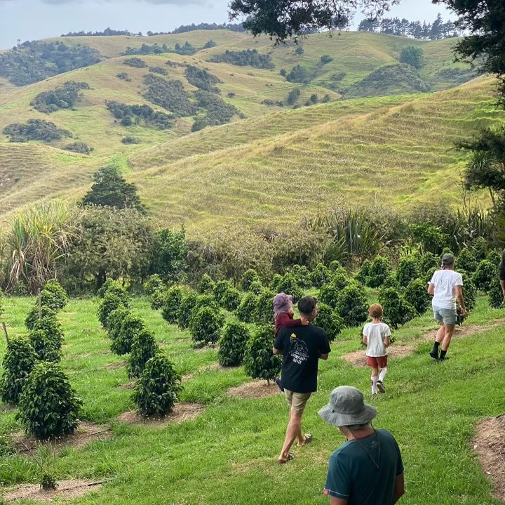 Coffee Picking in the North of New Zealand