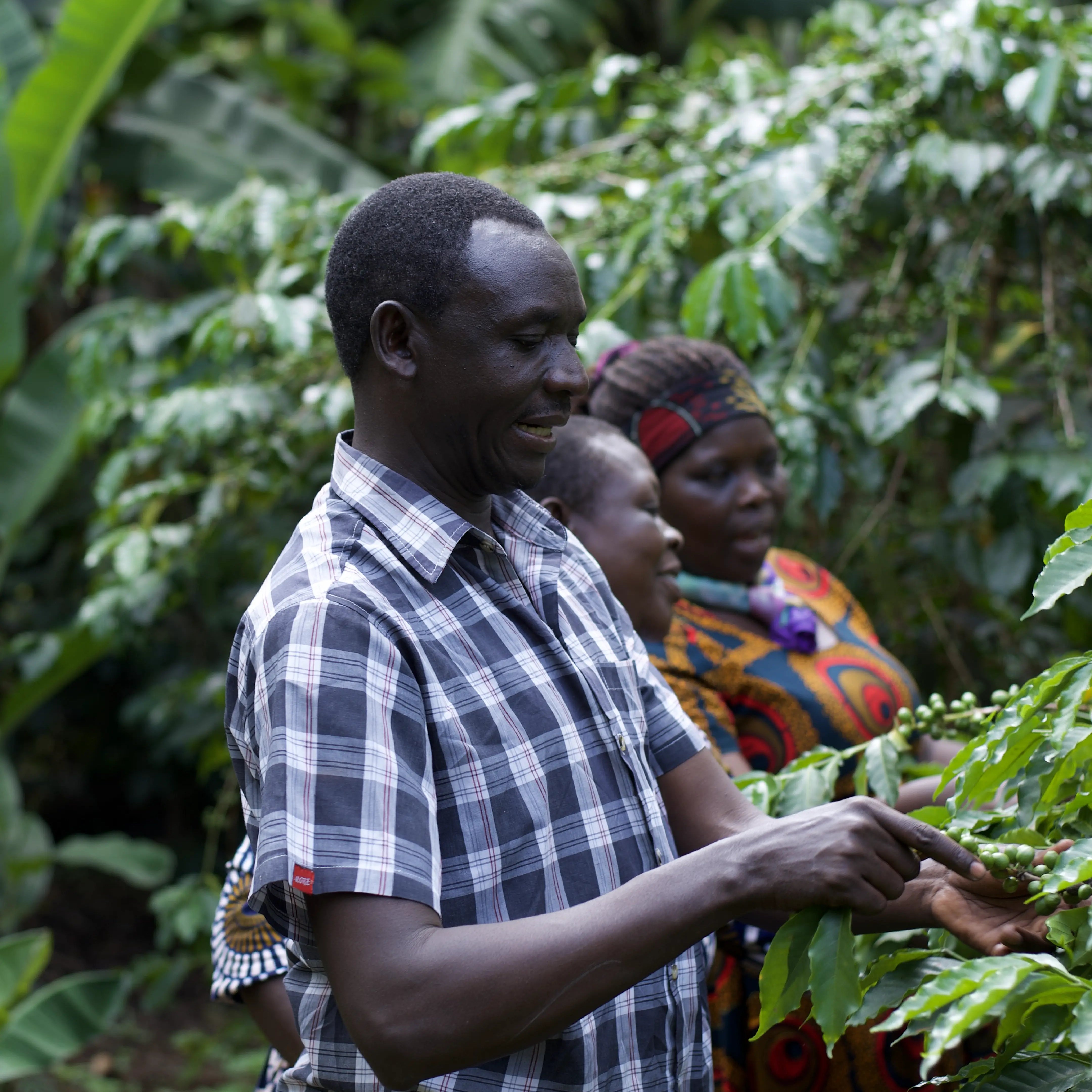 Harvest has started in Mt Elgon