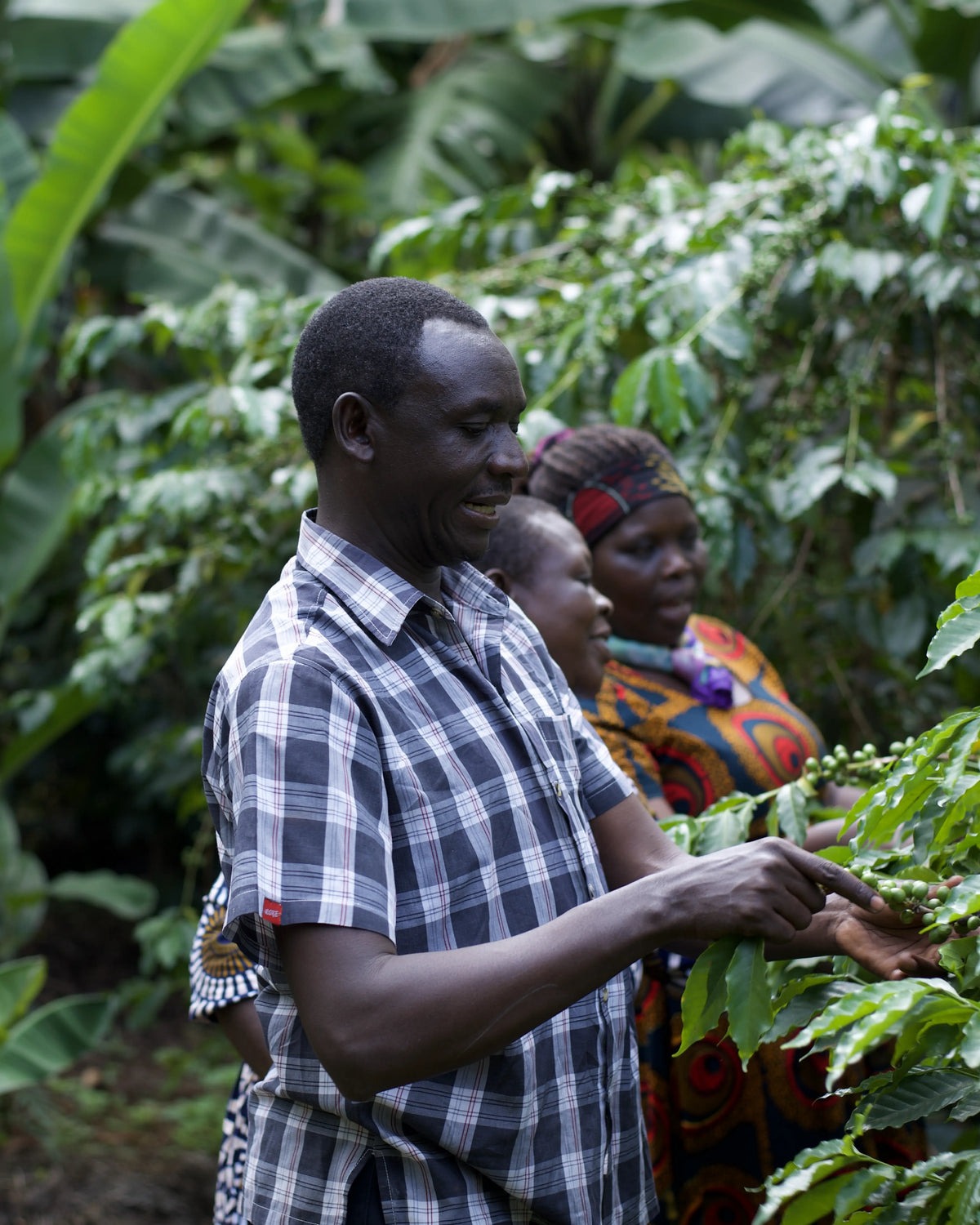 Harvest has started in Mt Elgon